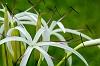 _MG_5565 Spider Lily